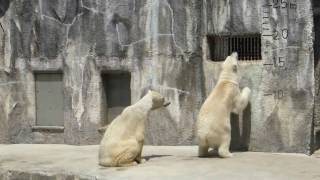 浜松市動物園　ホッキョクグマ モモ バフィン 桜にジャンプ 20170416