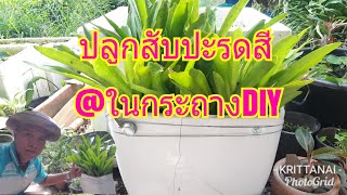 สุขใจอยู่ในสวนกับน้าเล็ก#:ปลูกสับปะรดสีใส่กระถางDIY ง่ายๆสไตล์น้าเล็ก