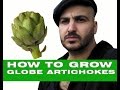 How to grow Globe Artichokes