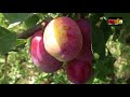 amazing plums fruits travel with manoj sooriyan fm