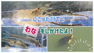 ドブ川で、ワナを仕掛けたら、、、。生き物を沢山発見しました💡