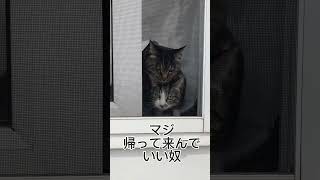 #363【猫動画】帰って来て不満な猫達【キジトラ】#shorts#ねこ#ネコ#猫#cat#ねこのいる生活#ねこ部#音源お借りしました