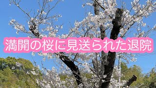 満開に咲いてくれた桜と脳性麻痺児たくちゃんの退院