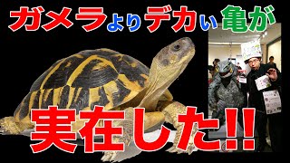 【昭和の怪奇事件】ガメラよりデカい亀が実在した！！