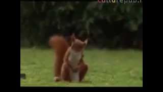 Drink Turns Squirrel Into Ronaldinho