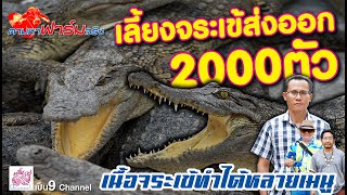 เลี้ยงจระเข้​ส่งออก​ 2000​ตัว​ ปีเป็นล้าน​ : ตามหาฟาร์ม​จริง​EP.11