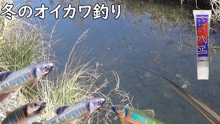 冬のオイカワ（寒バエ）釣り♪