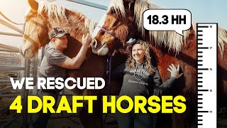We Rescued 4 Draft Horses from Auction | Horse Shelter Heroes S3E6