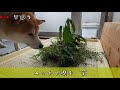 【柴犬】再トイレトレーニング1　【shiba inu】