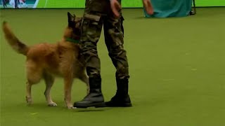 一只军犬当众表演踢正步，结果下一秒上演搞笑一幕，镜头记录全程