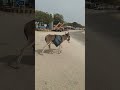 كيف يقوم سكان الصحراء بإحداث الفوضى؟ vrialshort animals donkey @mrbeast @ani