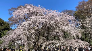 【満開Live】しだれ桜ライブカメラ／東京駒込「六義園」　2023年3月19日(日)