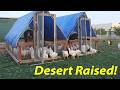 Raising Broiler Chickens in the Desert!