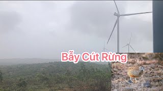 Bẫy cút rừng 1 ngày mưa quá bội thu