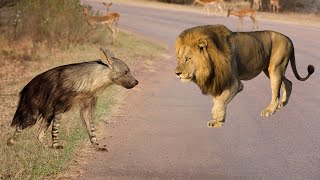 Brown Hyena: The Deadliest Fear of Leopards and Cheetahs! Brown hyena vs lion | Wild Animalogy