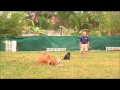 Richard Heinz The Miami Dog Whisperer : 4 dog down command