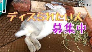 寝正月しながら、物申すされたい人募集【うさぎのUSAGIN】Rabbit Queen