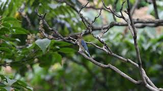 オオルリの雄成鳥　雄若鳥　雌若鳥