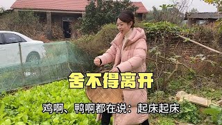 离开老家前，媳妇儿煮了碗热腾腾的蔬菜面，再回来就是过年了