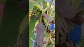 மொட்டை மாடியில் ஏலக்கி வாழைப்பழம் | Terrace Garden | ஆரோக்கியமான சுவையானத Yelakki Banana