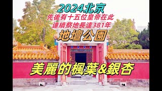 2024 北京地壇公園銀杏楓葉 自由行