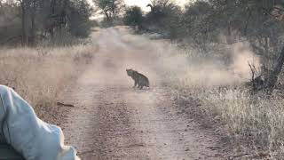 Leopard interrupts two fighting impala