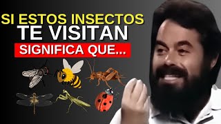 ¡No Ignora Estas Señales! El Significado Espiritual de los Insectos en Tu Casa | JACOBO GRINBERG