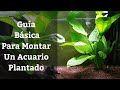 🔵 Guía Básica Para Montar Un Acuario Plantado Y Saber Como Cuidarlo (Acuarios MB)