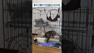 新入り猫と先住猫ドキドキの初対面｜猫の暮らし｜アメリカンショートヘアー