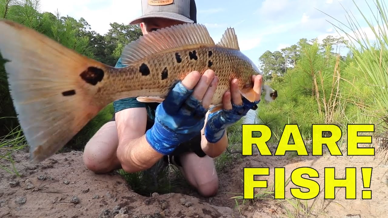 Rare Fish Caught In A Pond Youtube