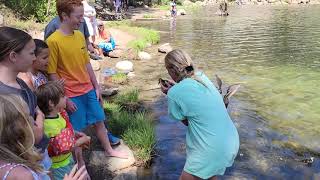 Mother Duck Attacks Woman Trying to Pick up Ducklings - 1214482