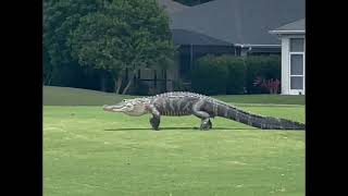 Huge Gator Casually Strolls Across Fairway at Florida Golf Club