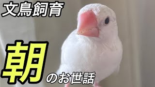 [文鳥飼育]朝のモーニングルーティンを紹介します