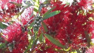 Red Bottlebrush Tree (Callistemon viminalis) ❧