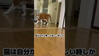 犬好きと猫好きの違い?  #shorts