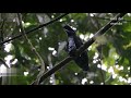 ave o pajaro paraguas o paraguero amazonico ecuador toro vaca de monte pendulo corbatudo sonido