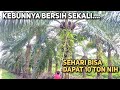 Jangan Heran Geng Panen Sawit Di Malaysia Tidak Ada Istilah Songgo!! Turun Buah Turun Pelepah