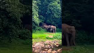 Anakulam munnar