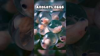 Animals that have the most unique eggs #youtubeshorts #shortsfeed #shortsvideo #shorts