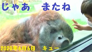 キューさん（51歳）が子供さん達に神対応・オランウータン・動物園・多摩動物公園・癒やし・2020年6月6日前編