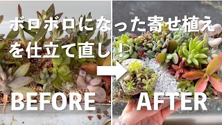 【NO.04】【多肉植物】ぼろぼろになった寄せ植えを仕立て直し　#succulents #succulentplant #多肉植物 #多肉 #寄せ植え