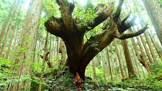 株杉の森（21世紀の森公園内）（Kabusugi Cedar Land at the 21st Century Forest Park) [4K] [癒し音楽BGM付]