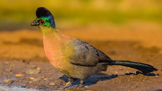 The one and only purple crested turaco! 4K