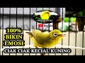 CIAK CIAK KECIAL KUNING PANCINGAN CIAK JOS KECIAL KUNING MALAS BUNYI | MASTER KECIAL