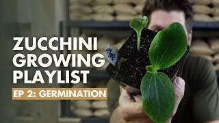 (Ep2) How long do Zucchini seeds take to germinate? Zucchini Growing Guide