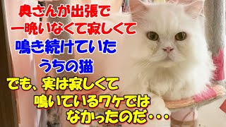 #104【猫の不思議な話】うちの奥さんが出張で一晩いなくて寂しくて鳴き続けていたうちの猫。でも、実は寂しくて鳴いていたワケではなかったのだ・・・