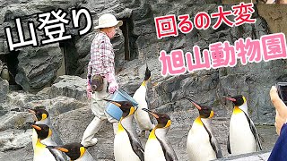 ダイエットに最適？【旭山動物園】ペンギン　アザラシ　キリン　夏休み　北海道旭川　山登り動物園　初めての動物園に大はしゃぎ　北海道旅行