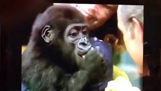 Clip of Amani the baby gorilla on the Jonny Carson Show 1
