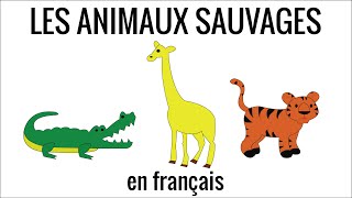 Wild animals in French – vocabulary 15