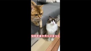 【更喜欢】猫咪是更喜欢男生还是女生，你知道吗？咪#铲屎官日常~今天的猫猫有给你带来小开心嘛~ #宠物#猫咪#布偶猫吃饭#猫猫#铲屎官